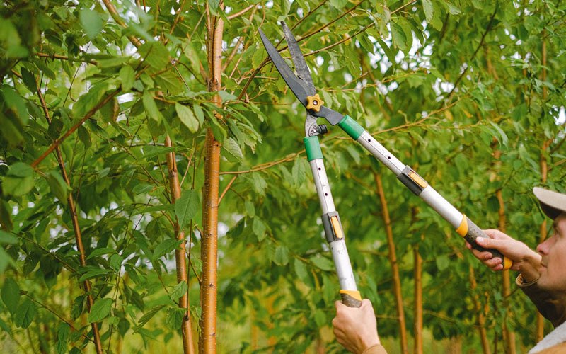 Tree trimming in Camargo, IL